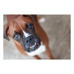 Perro divertido del boxeador fotografía  