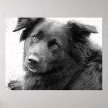 Perro en blanco y negro impresiones
