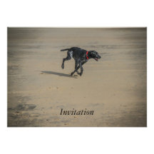 Perro en la invitación de la playa