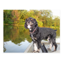 Perro en la postal del barco