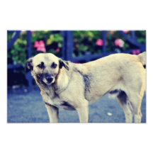 Perro Fotos