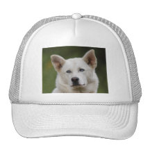 perro gorra