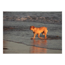 Perro hermoso en la invitación del mar