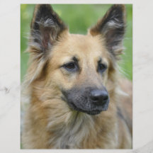 Perro hermoso flyer personalizado