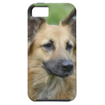 Perro hermoso iPhone 5 cárcasas