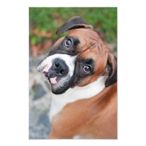 Perro lindo del boxeador foto