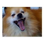 Perro loco tarjeta postal