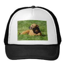 perro, mezcla del pitbull/del boxeador gorra