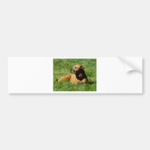perro, mezcla del pitbull/del boxeador etiqueta de parachoque