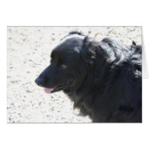 perro negro brillante tarjeta