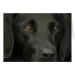 Perro negro de Labrador Tarjeta