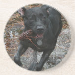 Perro negro del laboratorio con el funcionamiento  posavasos manualidades