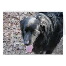 perro negro felicitaciones