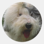 Perro pastor inglés viejo pegatina