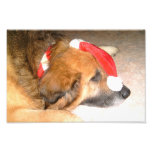 Perro pastor, perro, Divertido, la navidad, Christ Foto