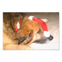 Perro pastor, perro, Divertido, la navidad, Christ Foto