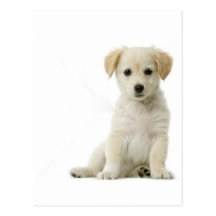 perro postales