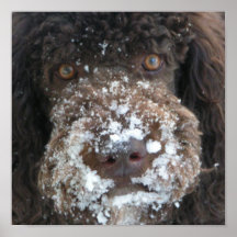 Perro que come nieve posters