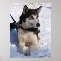Perro que descansa, 2009 de la ventaja ENCIMA de 2 Posters