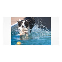 perro que salpica en photocard del agua tarjetas fotográficas personalizadas