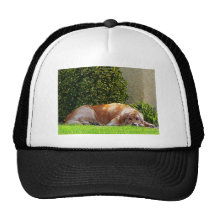 Perro que se relaja gorros bordados