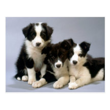 Perro querido, tarjetas de las fotos del perrito,  tarjeta postal