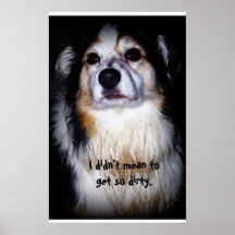 Perro sucio - Aussie con la piel fangosa y la cara Posters
