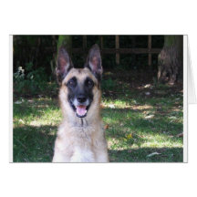 Perro Tarjeton