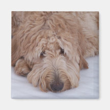 Perro triste, solo, adorable, y lindo de GoldenDoo Iman De Nevera