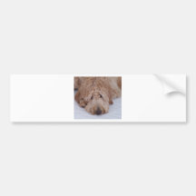 Perro triste, solo, adorable, y lindo de GoldenDoo Pegatina De Parachoque