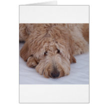 Perro triste, solo, adorable, y lindo de GoldenDoo Felicitaciones