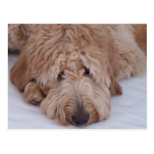 Perro triste, solo, adorable, y lindo de GoldenDoo Tarjeta Postal