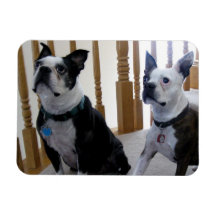 Perros de Boston Terrier Imán Flexible