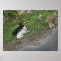 Perros de relajación en Trinidad Posters