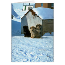 Perros de trineo del bebé, Groenlandia Tarjeton