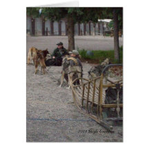 Perros de trineo en Denali, Alaska Tarjetas