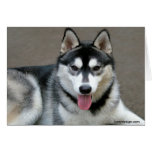 Perros del Malamute de Alaska Felicitación