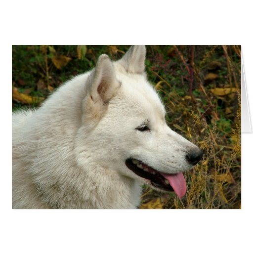 Perros del Malamute de Alaska Tarjetón
