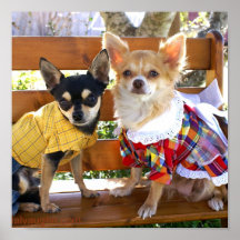 Perros en banco impresiones