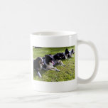 Perros pastor de Wensleydale, Yorkshire, Inglaterr Tazas