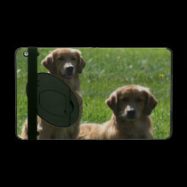 Perros perdigueros de oro powis icase