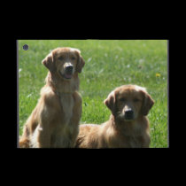 Perros perdigueros de oro powis icase