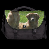 Perros perdigueros de oro bolsa trabajo