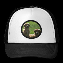 perros perdigueros de oro gorras