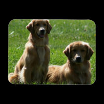 Perros perdigueros de oro imanes