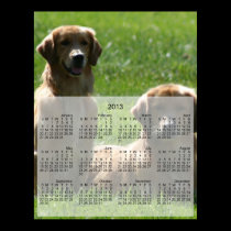Perros perdigueros de oro posters