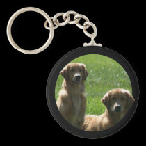 perros perdigueros de oro llaveros