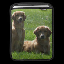 Perros perdigueros de oro fundas ipad