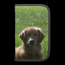 Perros perdigueros de oro folios