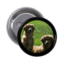 perros perdigueros de oro botones